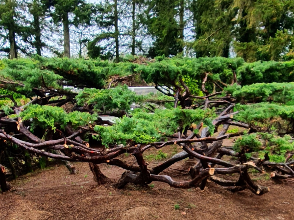 Consilio Paysage PAYSAGISTE IFFENDIC Avant